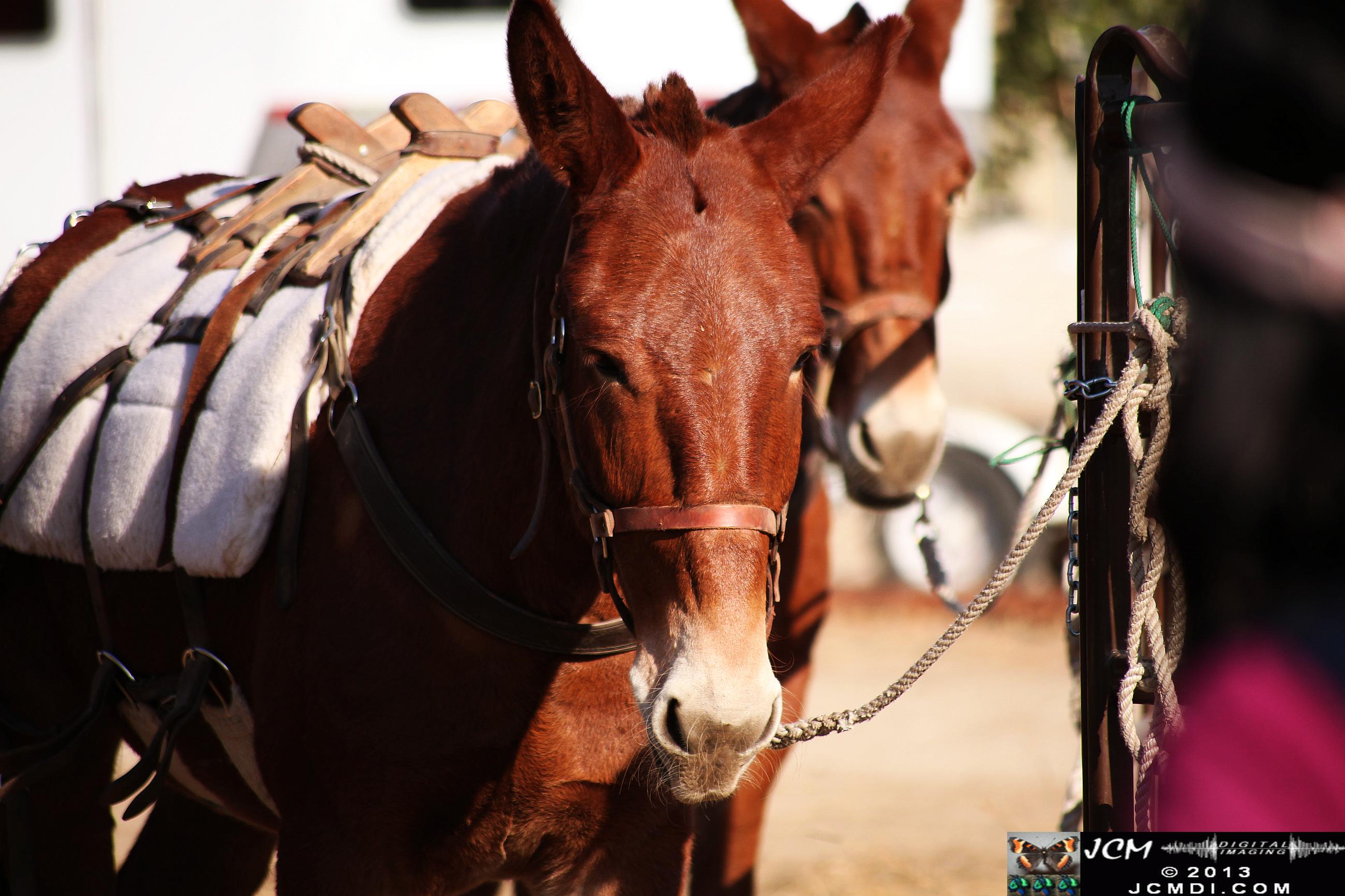 100 Mule Team at Whitney Canyon